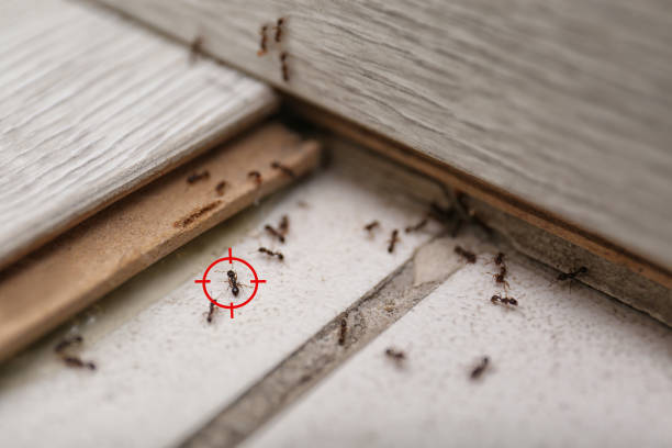 Best Residential Pest Control  in Homosassa, FL