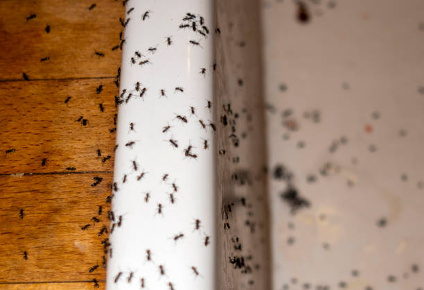 Reliable Homosassa, FL Pest Control Solutions